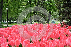 Flowerbed of blooming tulips