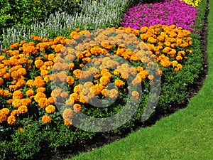 Flowerbed border of marigolds