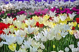Flowerbed with bright multicolored tulips, floral joyful background