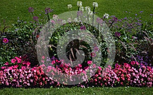 A flowerbed of bright pink petunias, pink begonias, purple dahlias, pennicetum grass and other decorative plants,