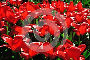 Flowerbed of bright red tulips at sunset