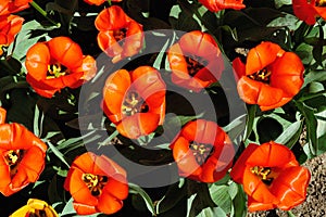 Flowerbed of bright red tulips at sunset