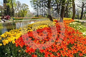 Flowerbed with bright yellow and orange tulips in Emirgan Park at the Tulip Festival, Istanbul, Turkey.