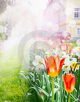 Flowerbed with colorful spring flowers blooming in spring sun rays and blurred background bokeh