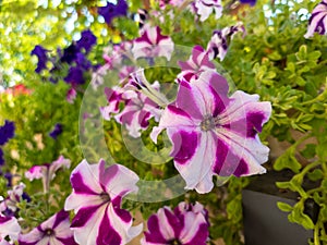 Flowerbed with colourful petunia  flowers, close up