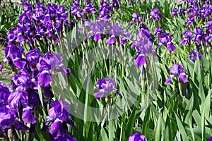 Flowerbed covered with purple irises in bloom