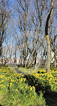 Flowerbed of daffodils in full bloom.