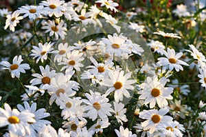 A flowerbed of daisies growing in green park or nature reserve. Marguerite perennial flowering plants in a leafy shrub