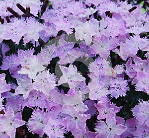 Flowerbed of Dianthus barbatus