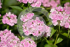 Flowerbed of Dianthus barbatus. Color photo of flowers. Photo for backgrounds