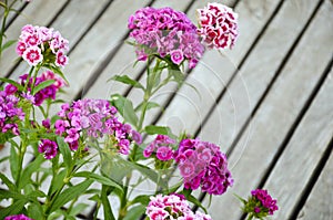 Flowerbed dianthus barbatus