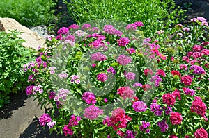 Flowerbed dianthus barbatus