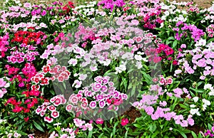 Flowerbed of Dianthus barbatus photo