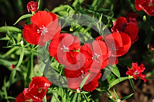 Flowerbed of Dianthus barbatus Sweet William