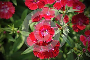 Flowerbed of Dianthus barbatus Sweet William