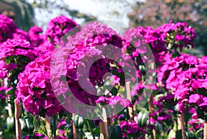 Flowerbed of Dianthus barbatus or sweet william.