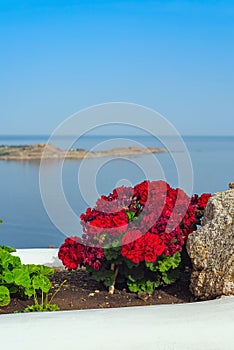 Flowerbed with different beautiful garden flowers on a background of blue sea.