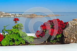 Flowerbed with different beautiful garden flowers on a background of blue sea.