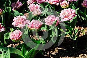 Flowerbed of double tulips in park at spring