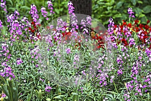 Flowerbed with Erysimum linifolium Bowles Mauve Perennial Wallflower