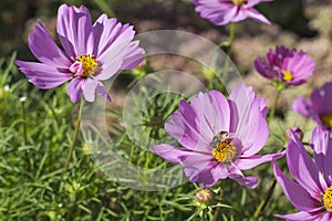 Flowerbed with flowers of cosmea