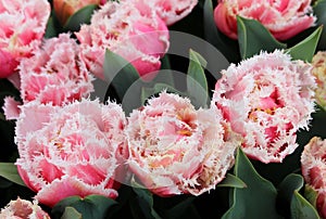 Flowerbed of Fringed Tulip Queensland. Spring in the Netherlands photo