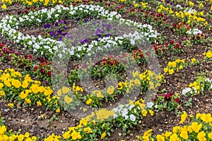 Flowerbed at the garden of of Kok Gumbaz mosque in Shahrisabz, Uzbekist