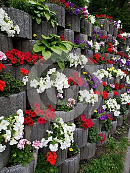 Flowerbed in Kamianets-Podilskyi city, Ukraine