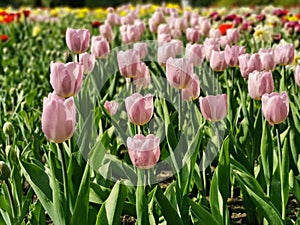 a flowerbed with lilac tulips on a sunny spring day .The festival of tulips on Elagin Island in St. Petersburg