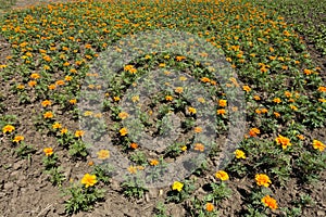 Flowerbed with lots of flowerheads of french marigolds