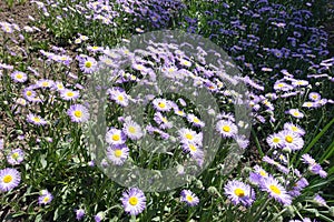 Flowerbed with lots of violet flowerheads of aspen fleabane