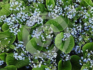 Flowerbed of many blue flowers forget me nots