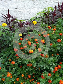 flowerbed with marigolds and amarant violet