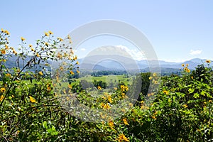 Flowerbed with mountain and paddy view