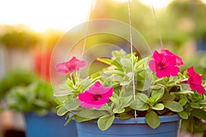 Flowerbed with multicoloured petunias ,colourful petunia Petunia hybrida