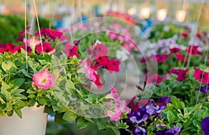 Flowerbed with multicoloured petunias ,colourful petunia Petunia hybrida