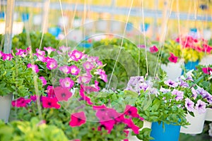 Flowerbed with multicoloured petunias ,colourful petunia Petunia hybrida