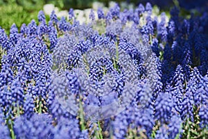 Flowerbed with Muscari plant