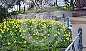 flowerbed with narcissus pseudonarcissus fence railing historical lamp park public yellow
