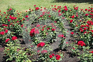 Flowerbed with numerous bushes of red garden roses in bloom in June