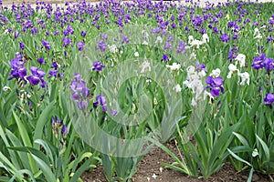 Flowerbed with numerous purple, white and yellow flowers of Iris germanica in May