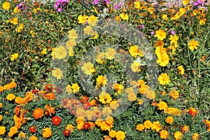 Flowerbed with Orange Mexican marigold and coreopsis yellow flowers