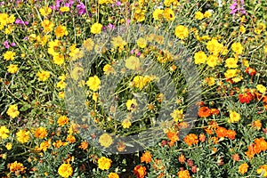 Flowerbed with Orange Mexican marigold and coreopsis yellow flowers