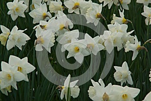 Flowerbed Orchestra of white daffodils - France