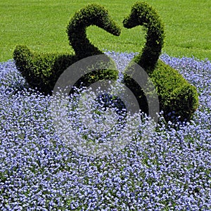 Flowerbed with ornamental hedges