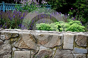 Flowerbed over a stone stone wall with joints filled with concrete with perennials of white green and blue color