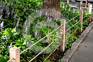 flowerbed in the park all overgrown with blue plants called bells the edge of the flowerbed is bordered by a rope fence the ropes