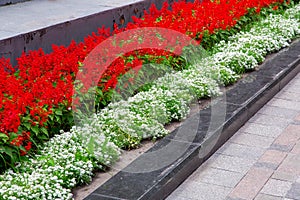 Flowerbed in a park with a granite border between a pedestrian walkway.