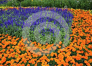 Flowerbed in park. Karlsruhe. Germany