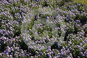 Flowerbed with pink Michaelmas daisies in October